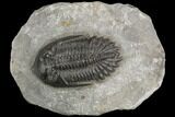 Detailed Hollardops Trilobite - Visible Eye Facets #126283-1